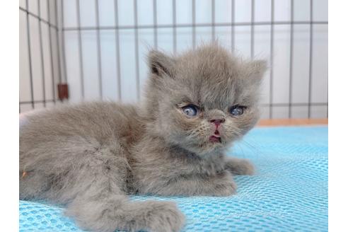 成約済の東京都のエキゾチックショートヘア-20341の8枚目