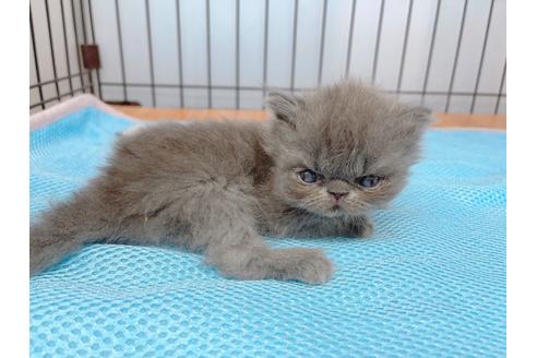 成約済の東京都のエキゾチックショートヘア-20341の9枚目