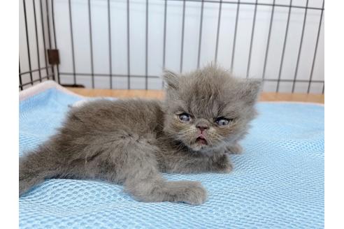 成約済の東京都のエキゾチックショートヘア-20341の10枚目