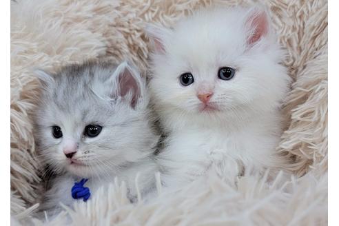 成約済の埼玉県のサイベリアン-20337の2枚目