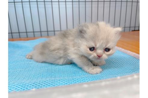 成約済の東京都のエキゾチックロングヘア-20342の28枚目