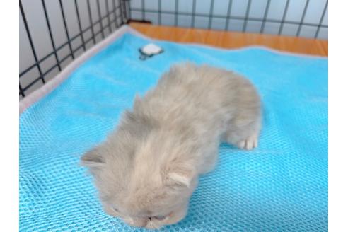 成約済の東京都のエキゾチックロングヘア-20342の32枚目