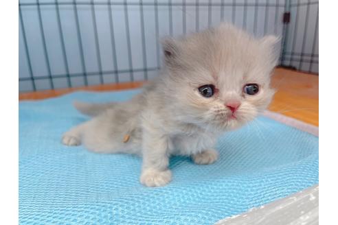 成約済の東京都のエキゾチックロングヘア-20342の31枚目