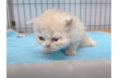 成約済の東京都のエキゾチックロングヘア-20342の30枚目