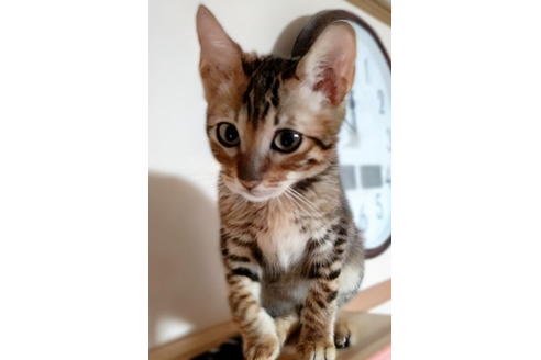 その他の猫種の子猫を探す 21ページ目 子猫ブリーダーナビ