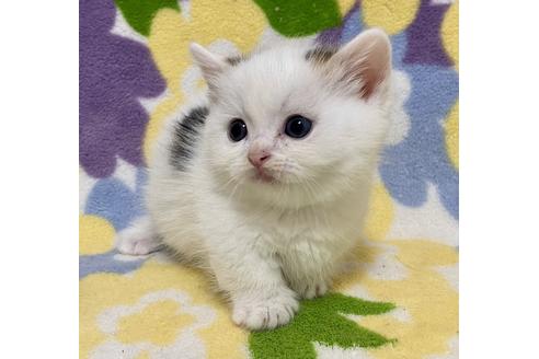 成約済の神奈川県のマンチカン-20226の3枚目