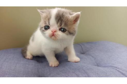 岐阜県のエキゾチックショートヘア 男の子 21 12 03生まれ ブルータビー ホワイト 子猫id 375 子猫ブリーダーナビ