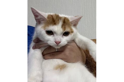 成約済の埼玉県のスコティッシュフォールド-18478の19枚目