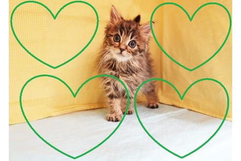 成約済の東京都のミヌエット-20447