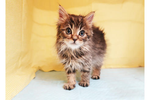 成約済の東京都のミヌエット-20447の3枚目