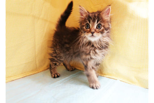 成約済の東京都のミヌエット-20447の2枚目