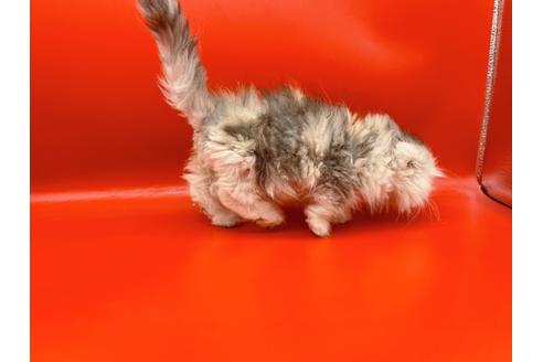 成約済の東京都のマンチカン-20249の4枚目