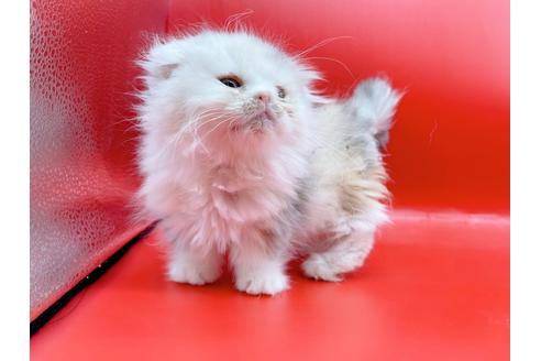 成約済の東京都のマンチカン-20249の2枚目