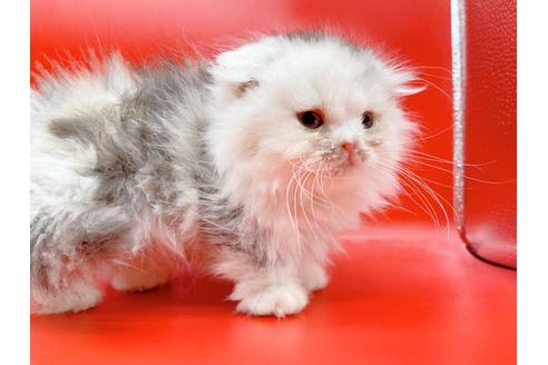 成約済の東京都のマンチカン-20249の3枚目