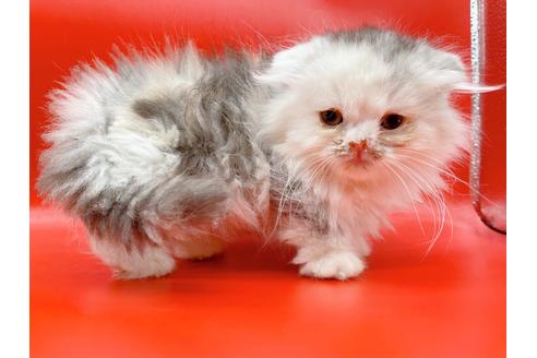 成約済の東京都のマンチカン-20249の1枚目