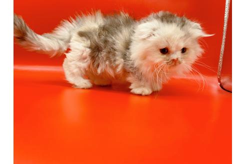 成約済の東京都のマンチカン-20249の5枚目