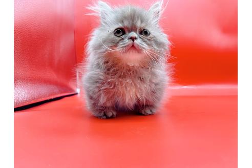 成約済の東京都のマンチカン-20250の2枚目