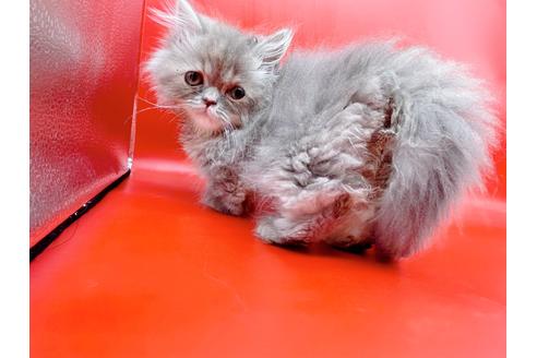 成約済の東京都のマンチカン-20250の3枚目