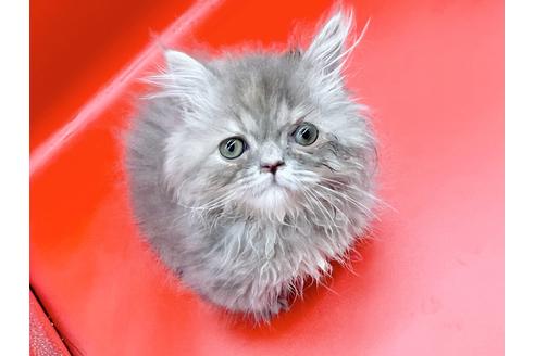 成約済の東京都のマンチカン-20250の4枚目