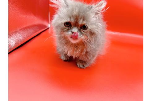 成約済の東京都のマンチカン-20250の5枚目