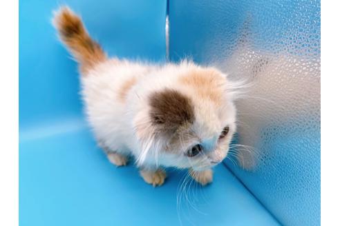 成約済の東京都のスコティッシュフォールド-20498の17枚目