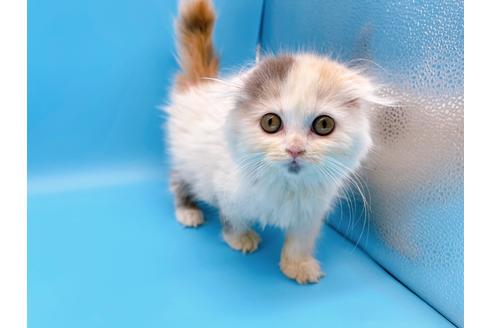 成約済の東京都のスコティッシュフォールド-20498の16枚目