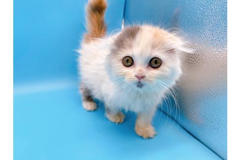 成約済の東京都のスコティッシュフォールド-20498の15枚目