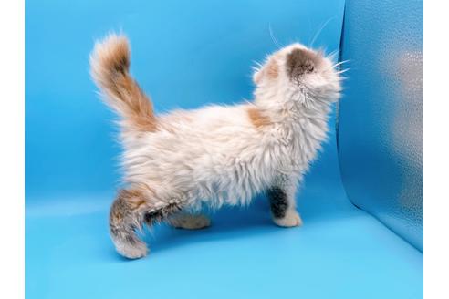 成約済の東京都のスコティッシュフォールド-20498の14枚目