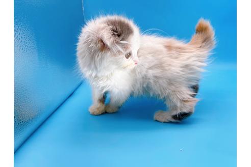 成約済の東京都のスコティッシュフォールド-20498の12枚目