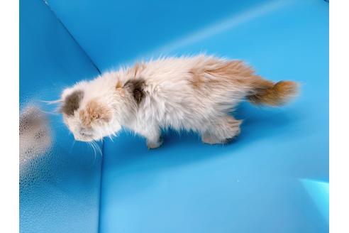 成約済の東京都のスコティッシュフォールド-20498の11枚目