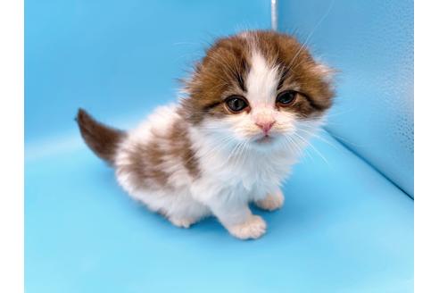 成約済の東京都のスコティッシュフォールド-20496の4枚目