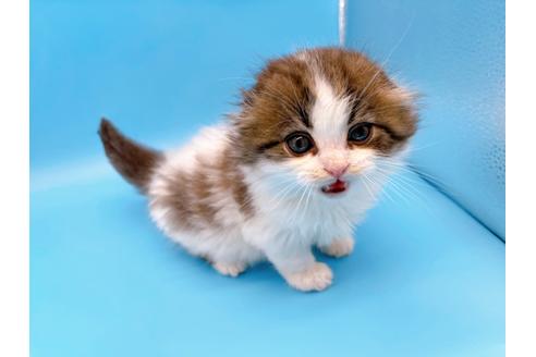 成約済の東京都のスコティッシュフォールド-20496の1枚目