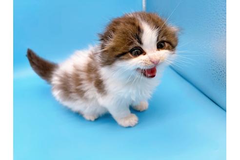 成約済の東京都のスコティッシュフォールド-20496の5枚目