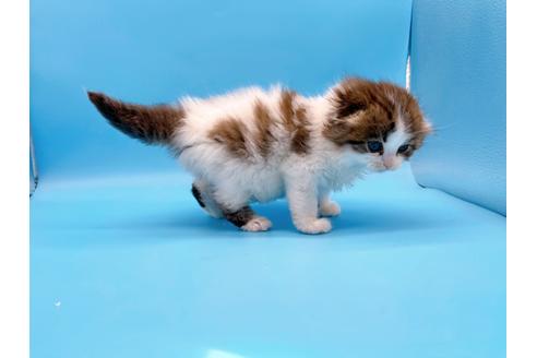 成約済の東京都のスコティッシュフォールド-20496の7枚目