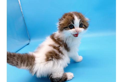 成約済の東京都のスコティッシュフォールド-20496の8枚目