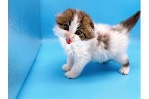 成約済の東京都のスコティッシュフォールド-20496の9枚目