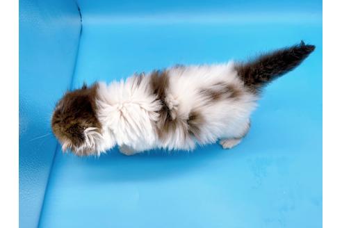 成約済の東京都のスコティッシュフォールド-20496の2枚目