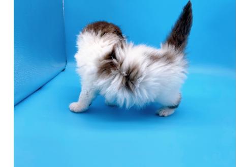 成約済の東京都のスコティッシュフォールド-20496の3枚目