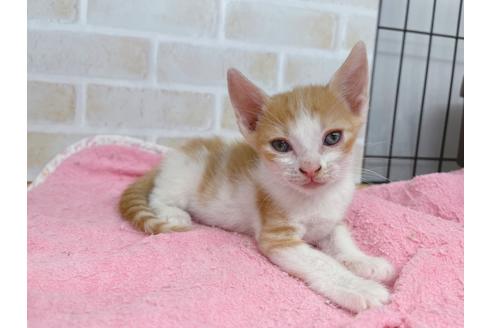 成約済の東京都のマンチカン-20495