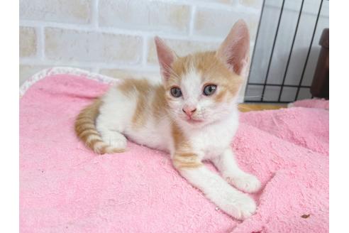 成約済の東京都のマンチカン-20495の8枚目