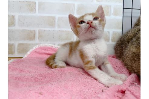 成約済の東京都のマンチカン-20495の2枚目