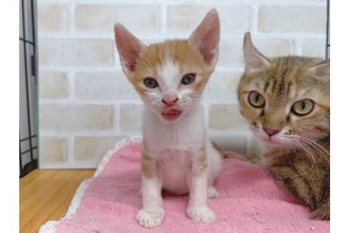 成約済の東京都のマンチカン-20495の3枚目