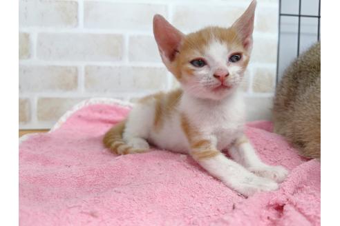 成約済の東京都のマンチカン-20495の4枚目