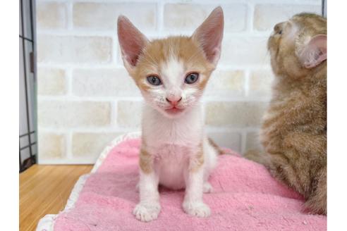 成約済の東京都のマンチカン-20495の5枚目