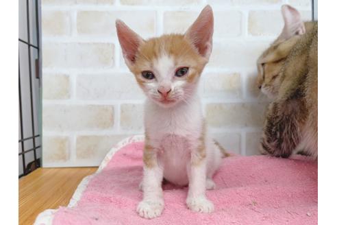 成約済の東京都のマンチカン-20495の6枚目