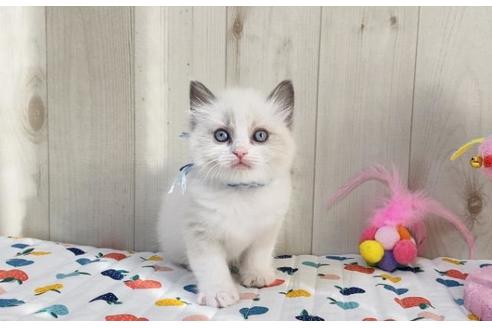 成約済の大阪府のラグドール-20531の4枚目