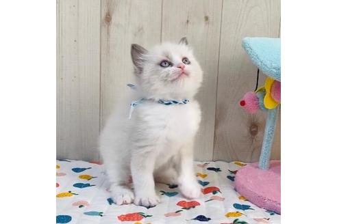 成約済の大阪府のラグドール-20531の2枚目