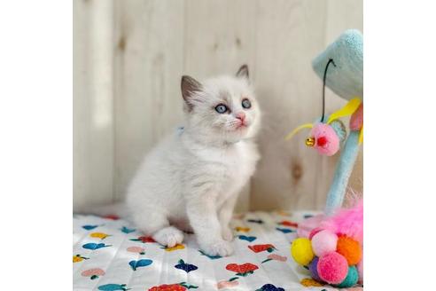 成約済の大阪府のラグドール-20531の3枚目