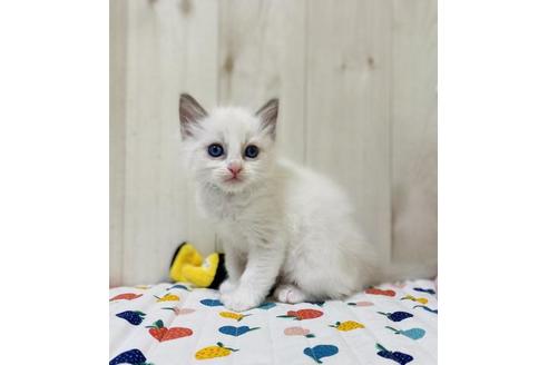 成約済の大阪府のラグドール-20532の3枚目