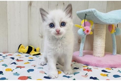 成約済の大阪府のラグドール-20532の4枚目